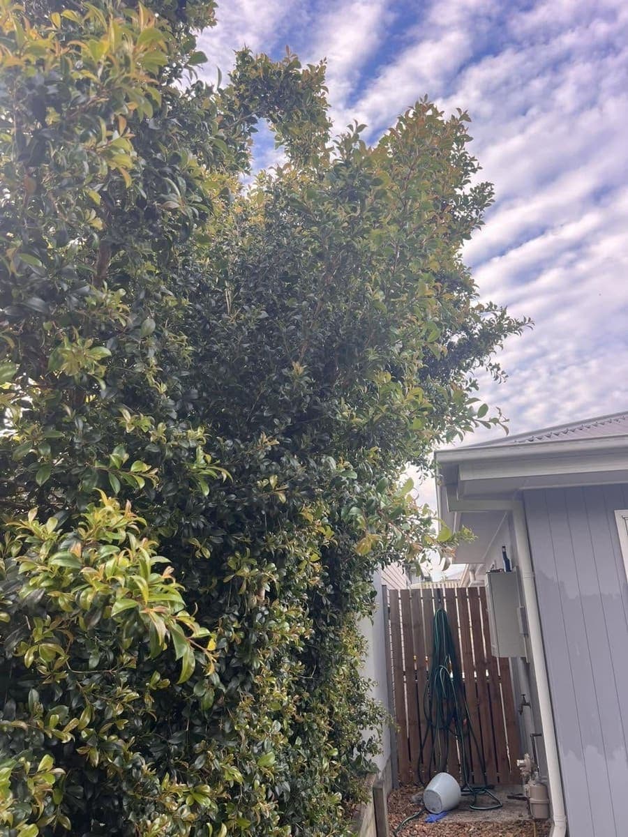 Large dense hedge beside a house wall