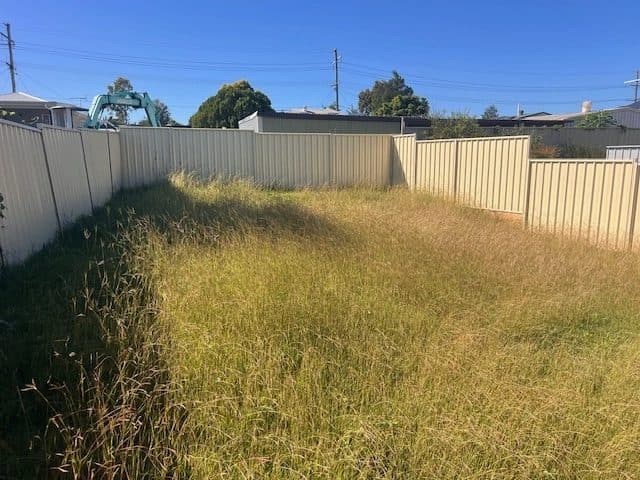Back yard before the clean-up, full of long dry grass
